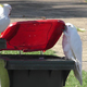 Iznajdljivi papagaji si odpirajo »skrinje z zakladom«
