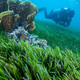 Podvodni travniki pomembni za številne vrste in absorpcijo ogljika