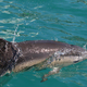 Navadna delfina »na malici« v Luki Koper