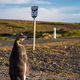 Kraljevi pingvin na Osamljenih otokih