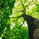 Poseben cilj EU: tri milijarde novih dreves