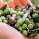 Potrošnikov aplavz – največje priznanje za oljkarje po izjemno težavni letini