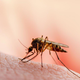 Z ljubiteljsko znanostjo nad komarje