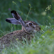 Letnega množičnega velikonočnega lova na zajce letos ne bo