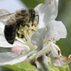 Motnje v črevesni mikrobioti vplivajo na spomin čebel
