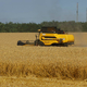 Ukrajinska pšenica slaba za kmete, industrijo in potrošnike