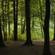Gozdovi vedno težje izpolnjujejo pričakovanja družbe