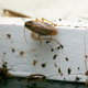 Kako so nas nemški ščurki izkoristili in postali naši sostanovalci