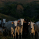 Brazilija na Cop30 oglašuje nizkoogljično govedino