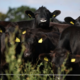 Virus shamonda ne predstavlja tveganja za zdravje ljudi, ocenjuje NIJZ