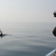 (SATIRA) Delfini so za Zvoneta brez dodane vrednosti