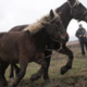 Italijani bi prepovedali konjsko meso: prijateljev se ne jé