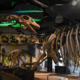Na Tajskem odkrili največjega dinozavra (FOTO)