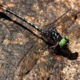 Slovenski in poljski raziskovalci odkrili novo vrsto kačjega pastirja
