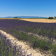 Vijoličasto poletje na planoti Valensole
