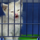 Žalostni časi za slovensko veterinarsko medicino