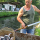 Odplake pomorile vse postrvi ribogojnice Hrga pri Ptuju