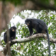 Odkrili novo vrsto opice, ima oranžne ustnice