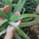 Resnica o aloe veri: Kaj je dokazano in katere obljube so pretirane