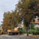 Drevored mogočnih kostanjev požagali brez vseh potrebnih soglasji