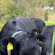 Huda suša prizadela slovenske kmete, rejci bodo morali dokupovati krmo