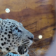 Slovenski raziskovalci prisluškujejo leopardom