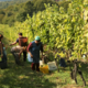 Vročina in suša udarili po francoskih vinogradih