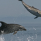 Nasvidenje, delfin!