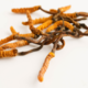 Cordyceps: goba za več energije in vzdržljivosti?