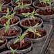 Nasveti vrtnarice: Tako vzgojite sadike, ki bodo dale dober pridelek