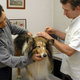 Psa poginila zaradi cepljenja? To ugotavlja stroka