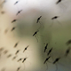 Invazija nadležnih komarjev, kako se zaščititi?