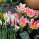 Če imate na vrtu narcise in tulipane, tega ne smete narediti