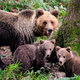 Goloba vprašali, ali bo preprečil odstrel medvedov, tako je odgovoril