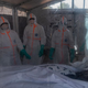 Smrtonosni virus se širi: "To je druga največja epidemija na svetu"