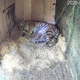 V ZOO Ljubljana veliko veselje: Skotili so se trije mladiči sibirskega tigra